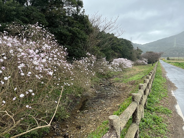 木の柵と並ぶ満開のシデコブシ