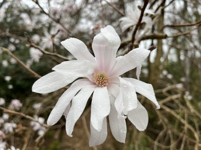 シデコブシの花のアップ