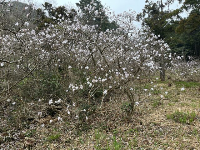 湿地に咲くシデコブシの花