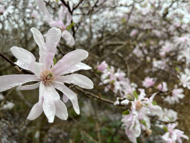 大小様々なシデコブシの花