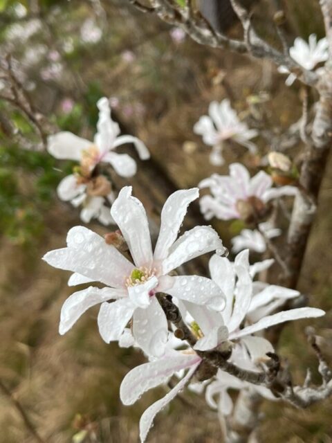 雨に濡れたシデコブシの花びら