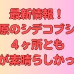 最新情報！田原のシデコブシは4ヶ所とも今が素晴らしかった