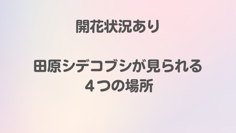 開花状況あり田原シデコブシが見られる４つの場所