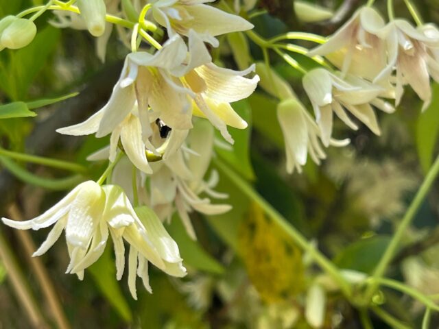 ムベの花