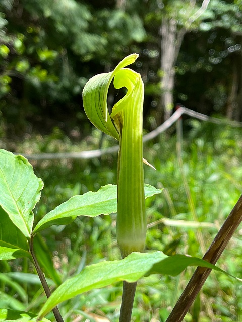 マムシグサのような植物
