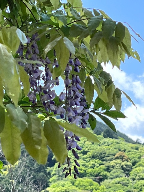 藤の花