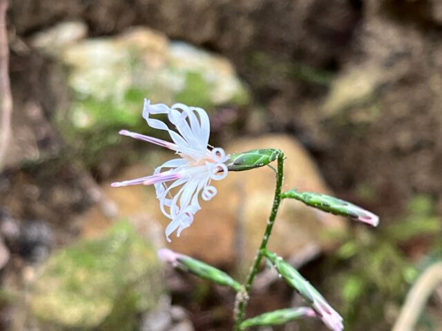 横向きのエンシュウハグマの花