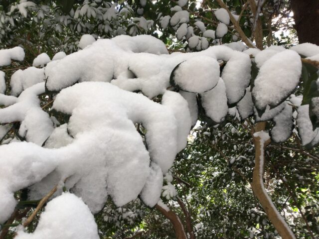 木の葉に積もった雪