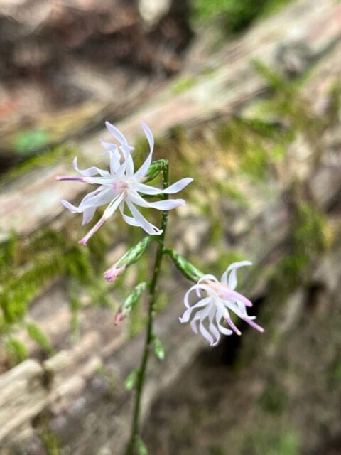 ふたつ花が開いたエンシュウハグマ