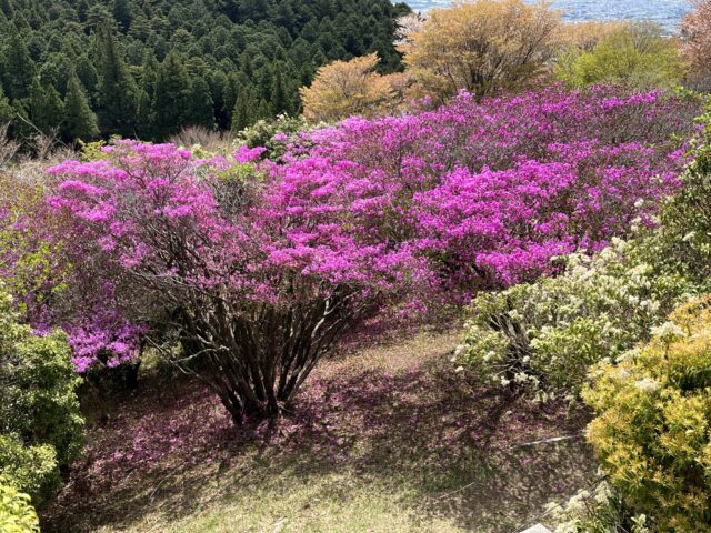 インクの花がたくさん咲いている木