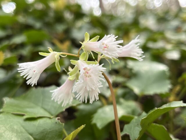 イワカガミの花