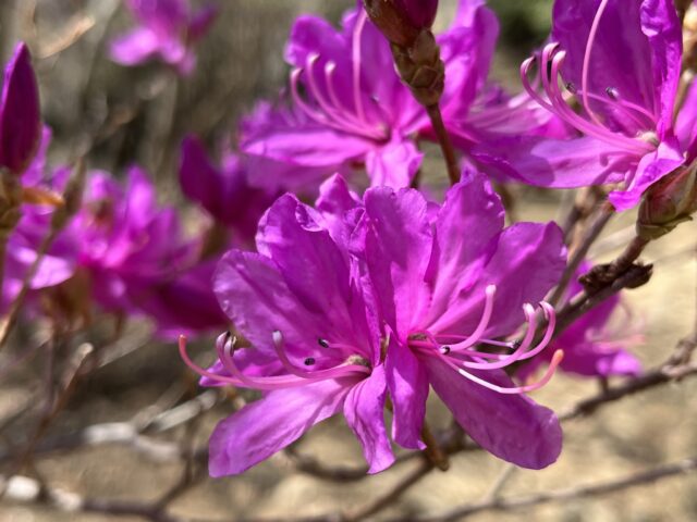 ミツバツツジの花