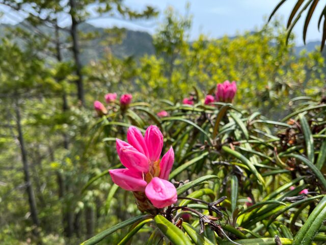 濃いピンクのシャクナゲの花の蕾