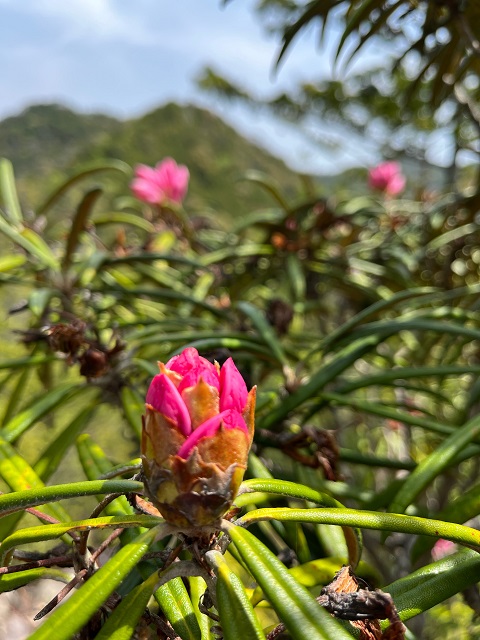 濃いピンクのシャクナゲの花の蕾