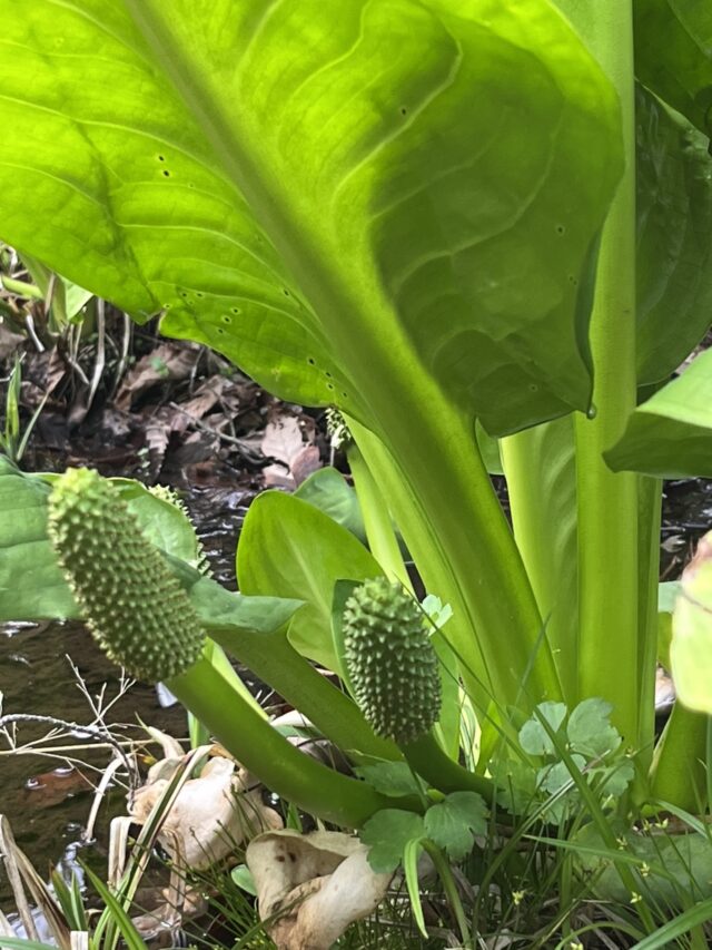 花の終わったミズバショウ