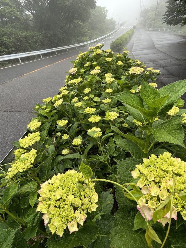 まだ花が咲く前の紫陽花