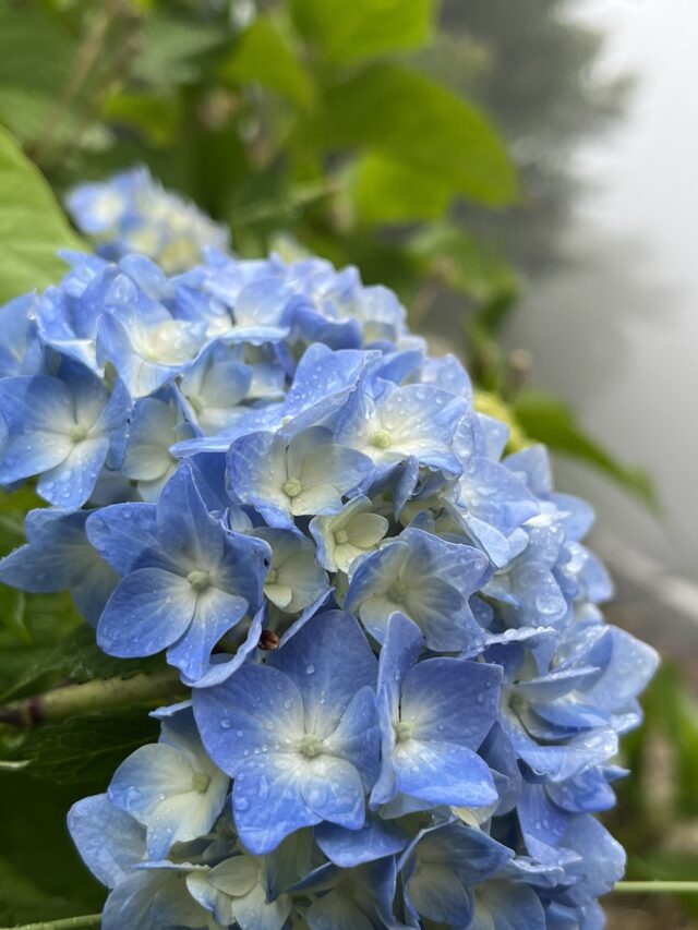 ブルーの紫陽花のアップ