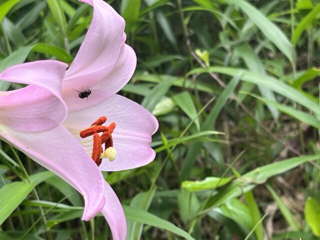 横向きのササユリと花についた虫