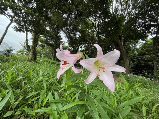 ササユリの花