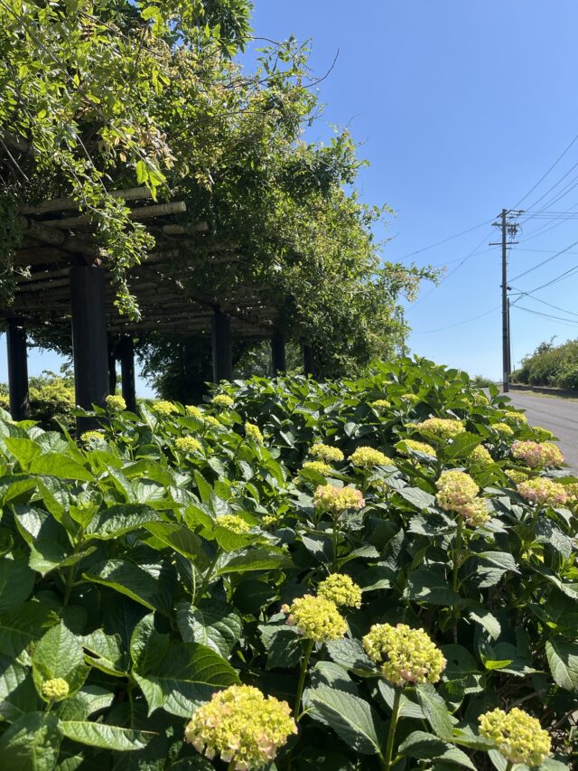 三ヶ根スカイラインの紫陽花