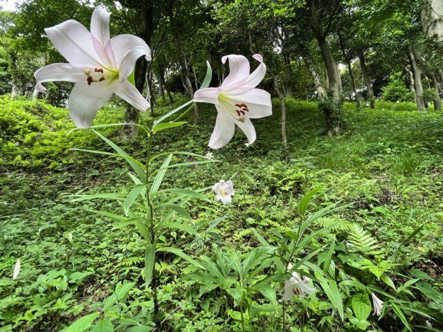 ササユリの花