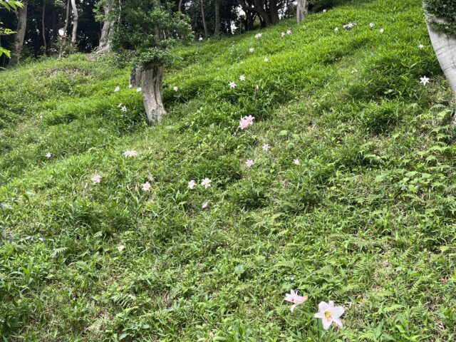 丘に広がるササユリ