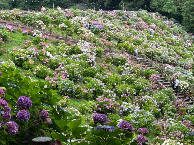 色とりどりの紫陽花の丘