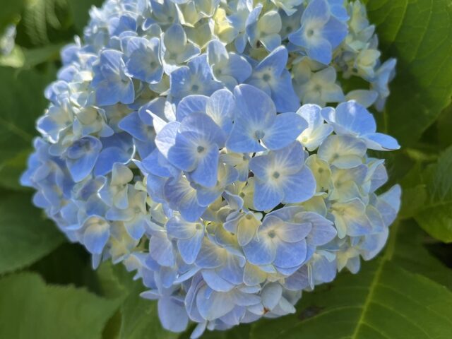 淡い青の紫陽花のアップ
