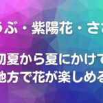 しょうぶ・紫陽花・ささゆり　初夏から夏にかけて三河地方で花が楽しめる場所