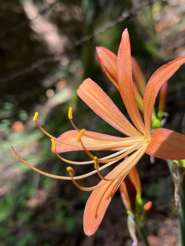 横向きのオオキツネノカミソリ花のアップ