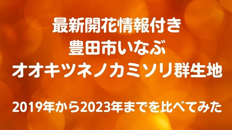 最新開花情報付き豊田市いなぶオオキツネノカミソリ群生地