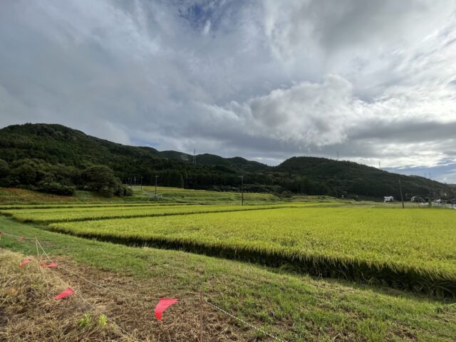 広がる田んぼと山々