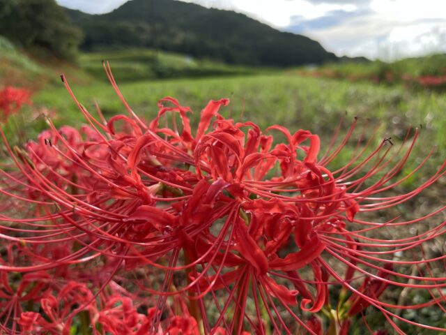 真っ赤な彼岸花のアップ