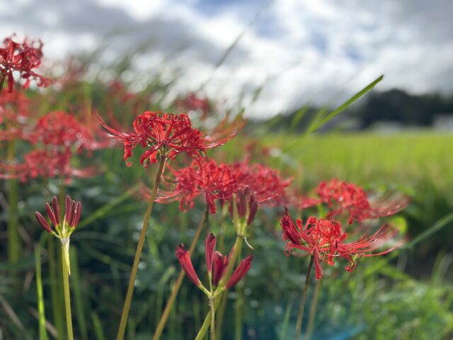 日吉地区の彼岸花