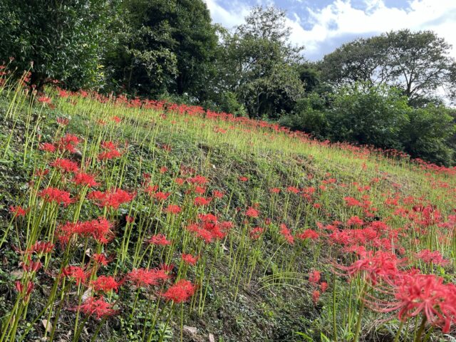 丘に広がる彼岸花