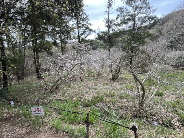 立ち入り禁止看板とシデコブシ