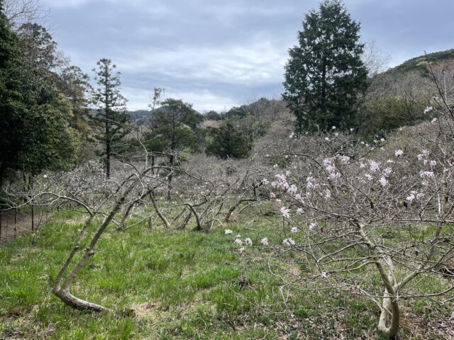 少し咲いたシデコブシの木