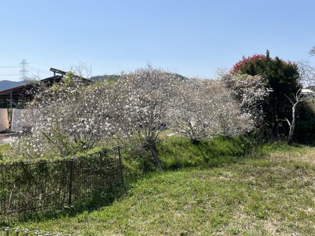 シデコブシ越しの作業小屋