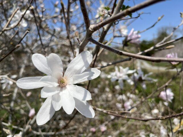 花付きのよいシデコブシの木