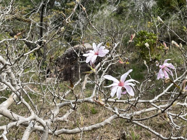 シデコブシの木と開いた3つの花