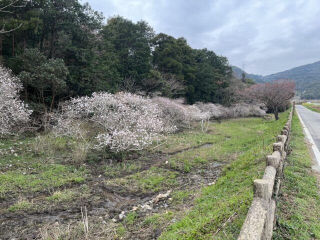 満開の伊川津シデコブシ全体図