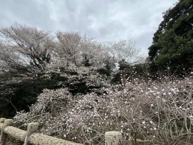 伊川津の桜とシデコブシ