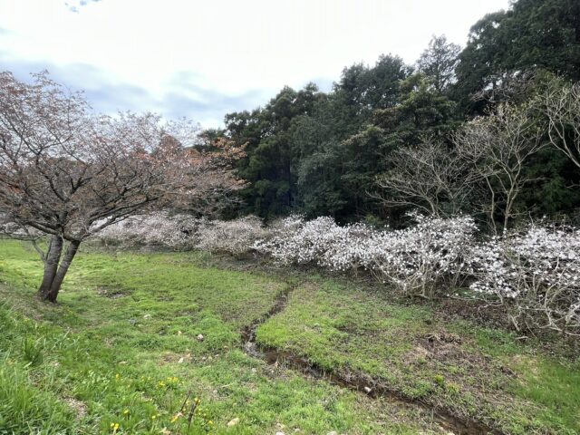 シデコブシと小川