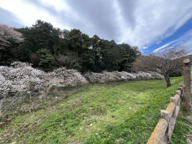 並んだシデコブシの木