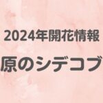 2024年開花情報田原のシデコブシ