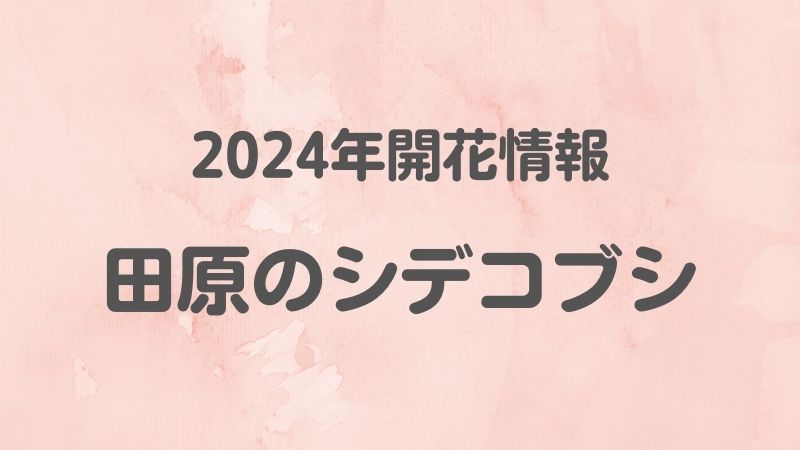 2024年開花情報田原のシデコブシ