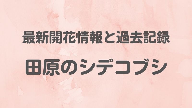 最新開花情報と過去記録田原のシデコブシ