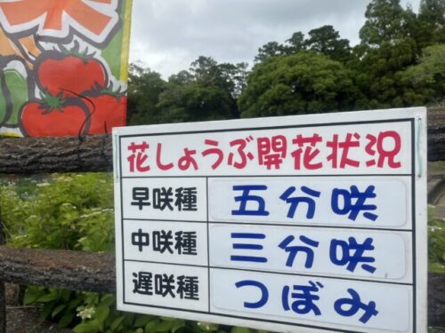開花状況案内板